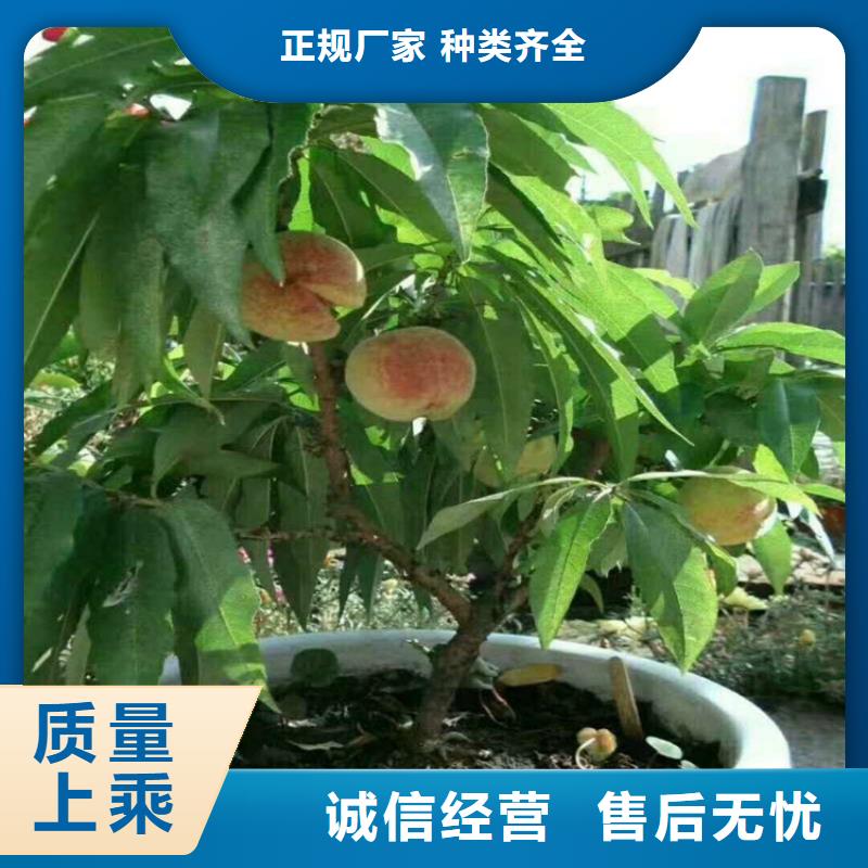 【桃无花果苗讲信誉保质量】大厂生产品质