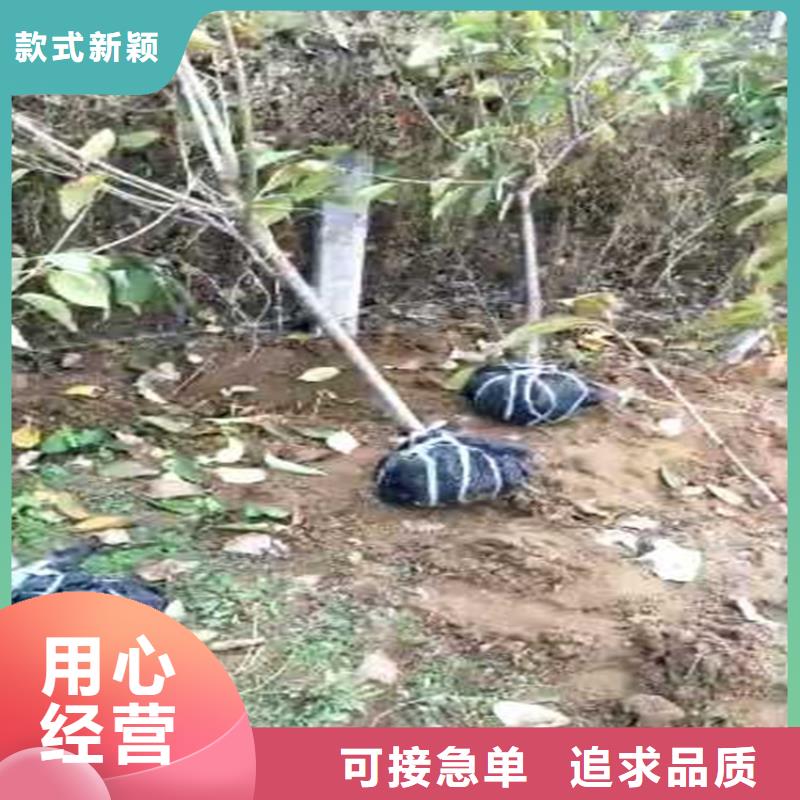 李子苹果苗做工精细本地公司