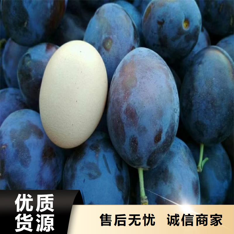 李子蓝莓苗实力大厂家实力工厂