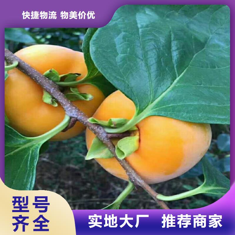 【柿子-苹果苗款式新颖】随到随提