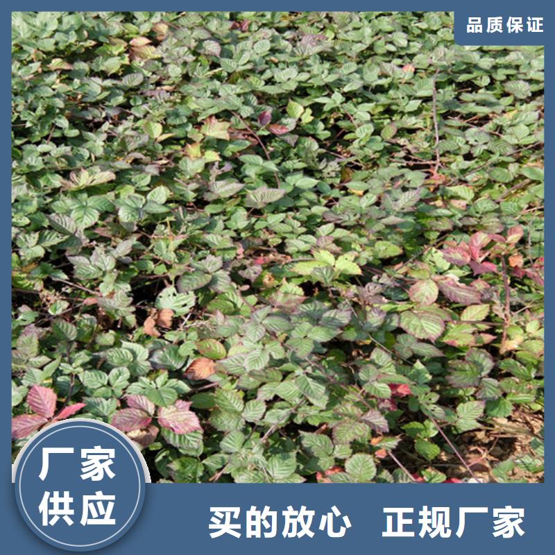 树莓【苹果苗】精心选材当地制造商