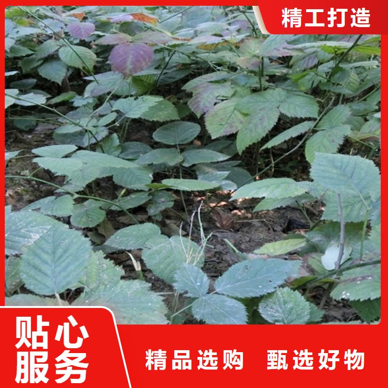 【树莓苹果苗当地厂家值得信赖】质检严格