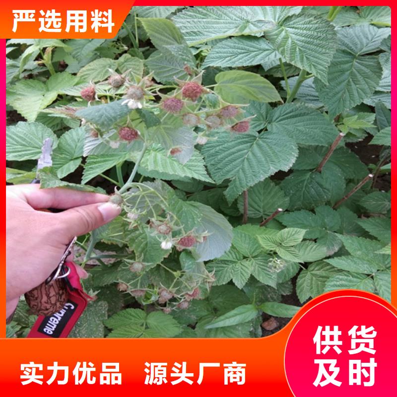 【树莓】樱桃苗每个细节都严格把关型号齐全