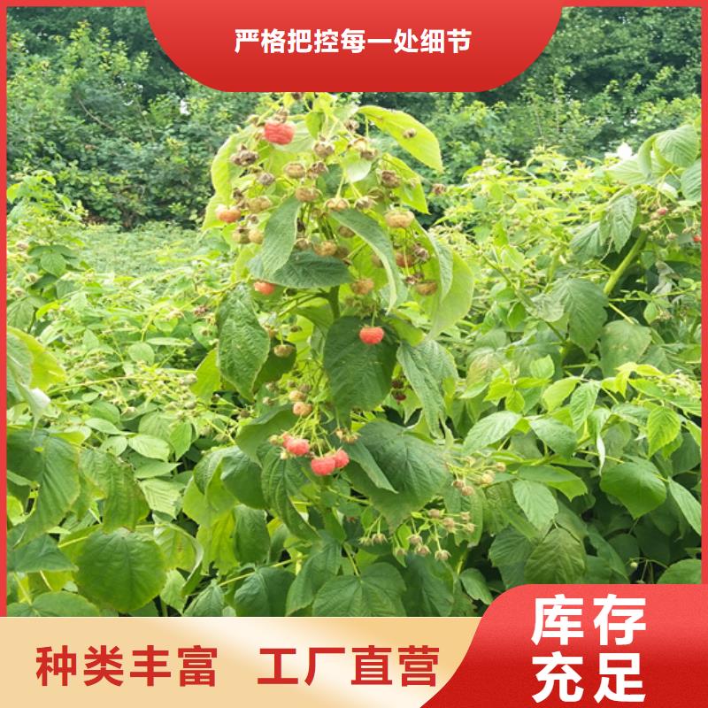 树莓-樱桃苗讲信誉保质量附近供应商