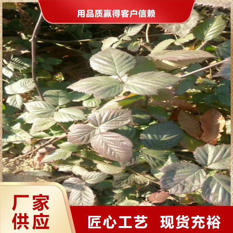 树莓樱桃苗根据要求定制按需定制