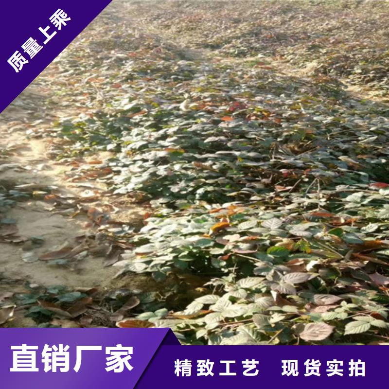 树莓无花果苗使用方法源头厂家