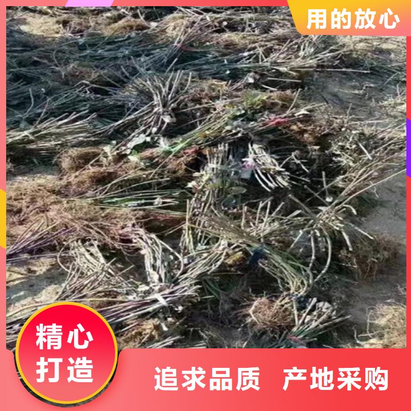 树莓_【葡萄苗】规格型号全厂家直销省心省钱