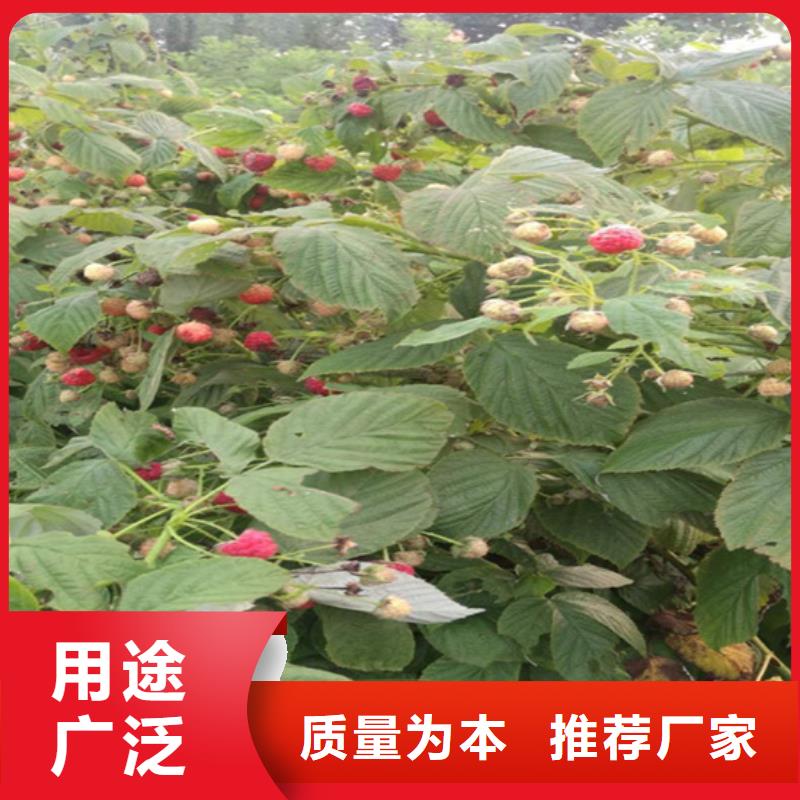 【树莓樱桃苗海量现货直销】厂家现货供应