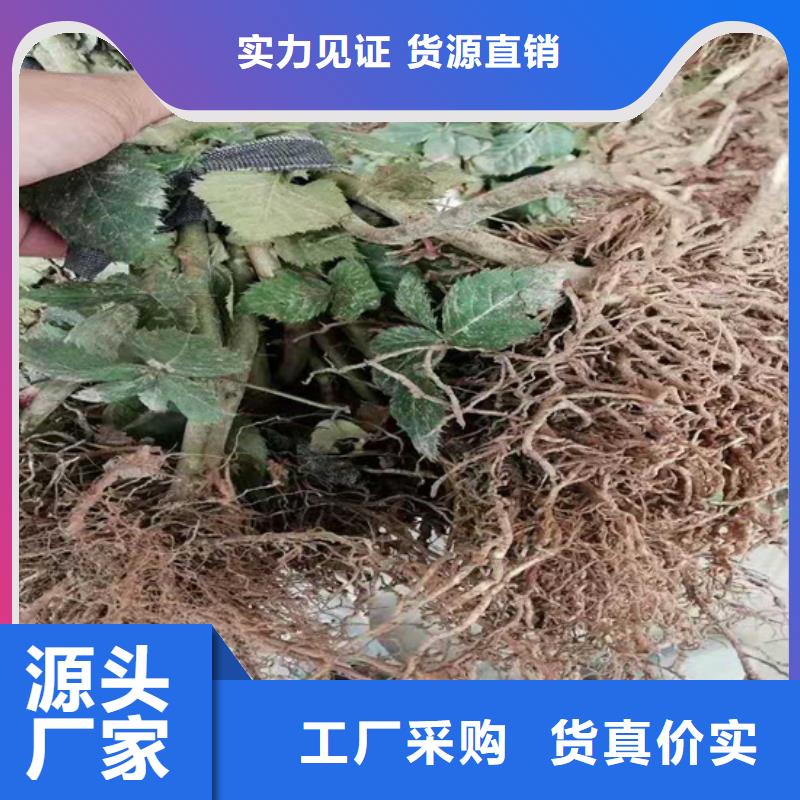 树莓板栗苗优良材质精致工艺