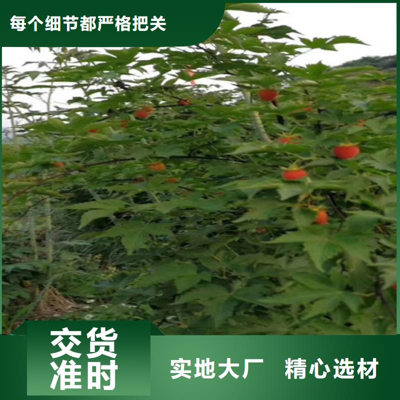 树莓【蓝莓苗】用心制作定制零售批发