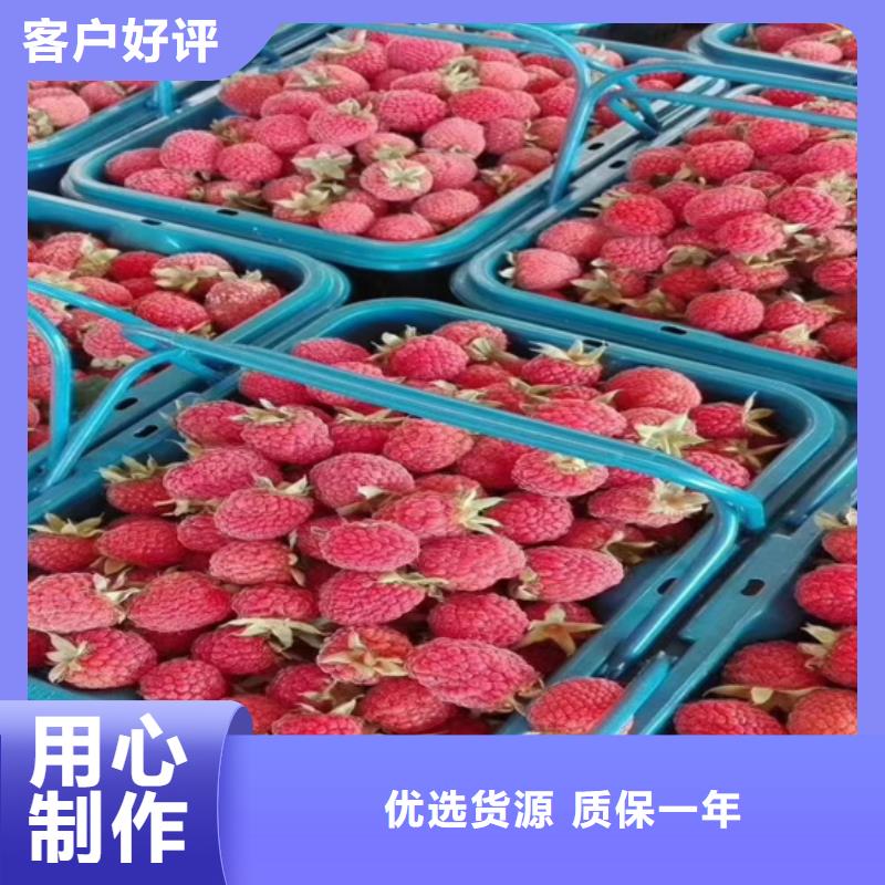 【树莓无花果苗产品细节参数】大量现货供应