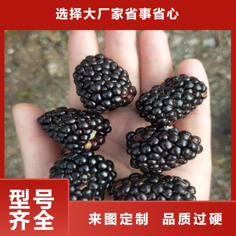 树莓桃树苗批发供应大量现货