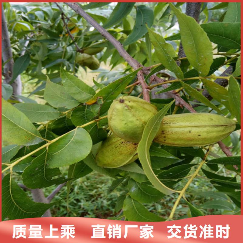 碧根果樱桃苗质量无忧附近厂家