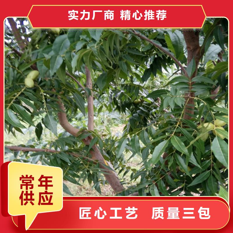 【碧根果,苹果苗产地直销】同城厂家