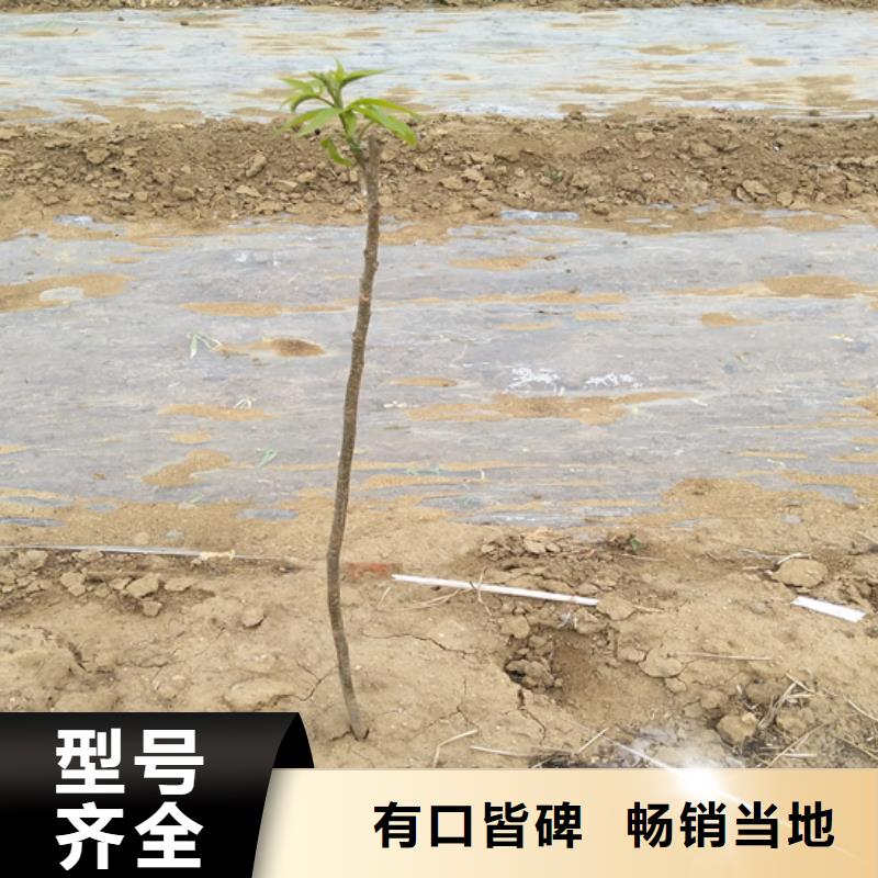 【碧根果西瓜苗专心专注专业】本地供应商