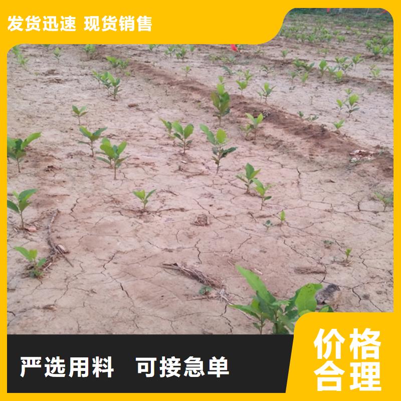 碧根果苹果苗一站式采购商家{当地}供应商