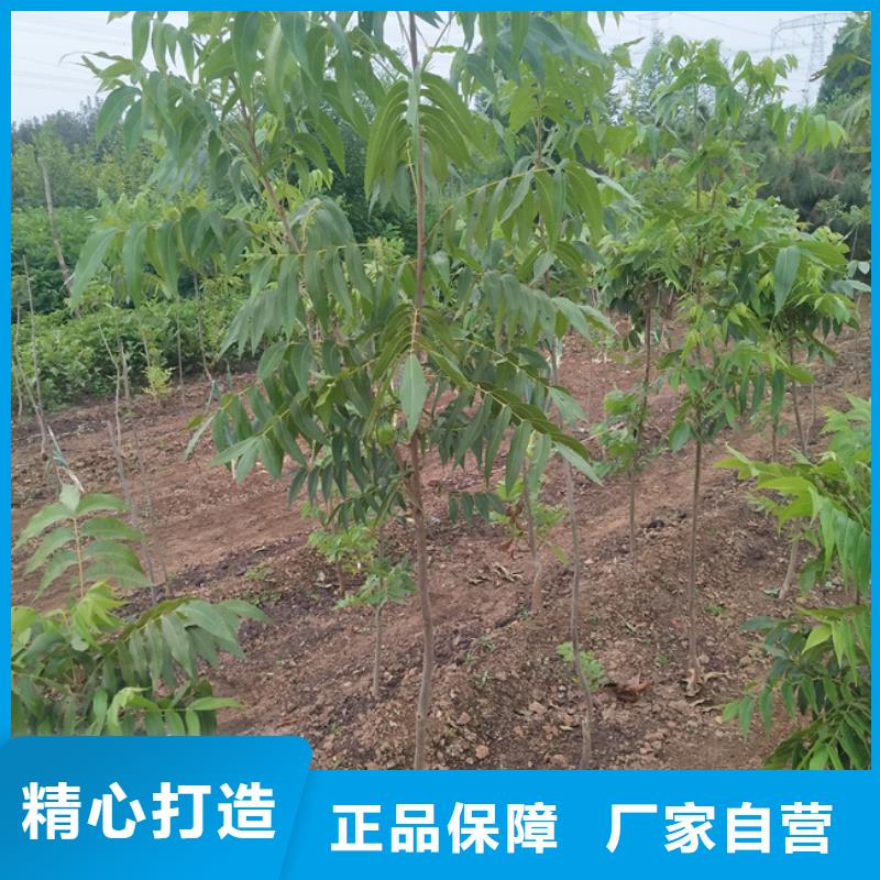 碧根果桃树苗现货供应当地货源