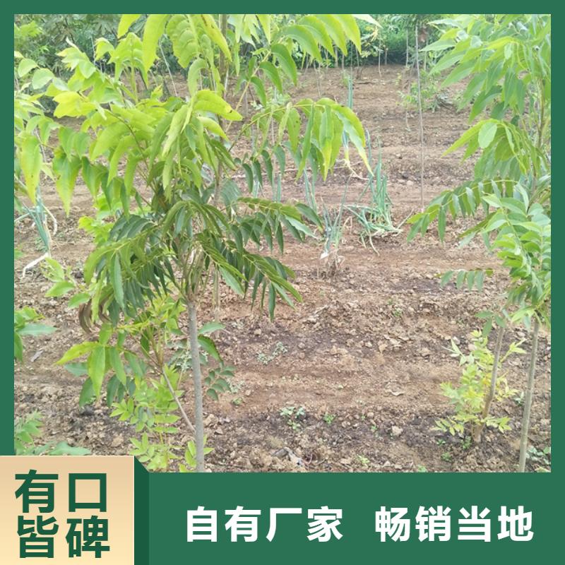 碧根果桃树苗源头厂家量大价优匠心工艺