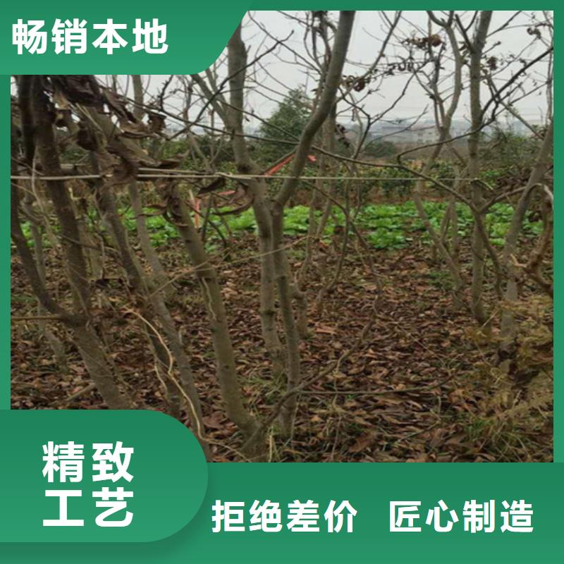 碧根果杏树苗长期供应本地经销商