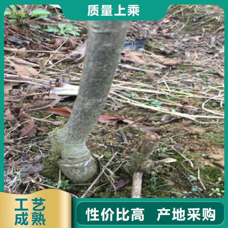 【碧根果樱桃苗分类和特点】敢与同行比价格