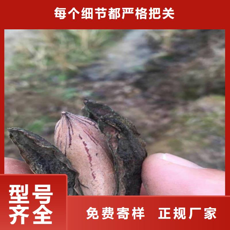 碧根果李子苗品种全海量库存