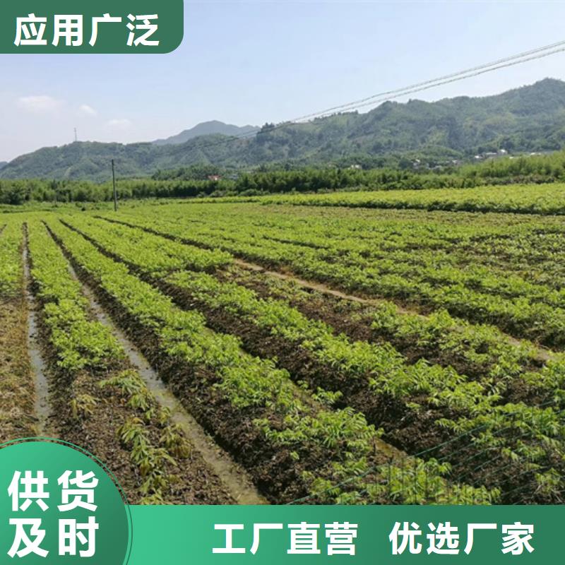 碧根果苹果苗好品质选我们附近公司