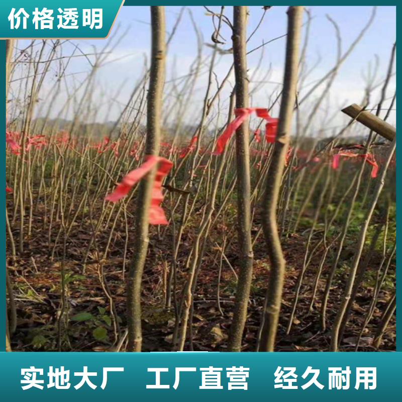 碧根果红颜草莓正规厂家本地经销商