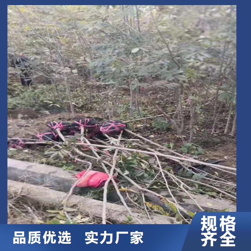 碧根果【梨树苗】送货上门当地供应商