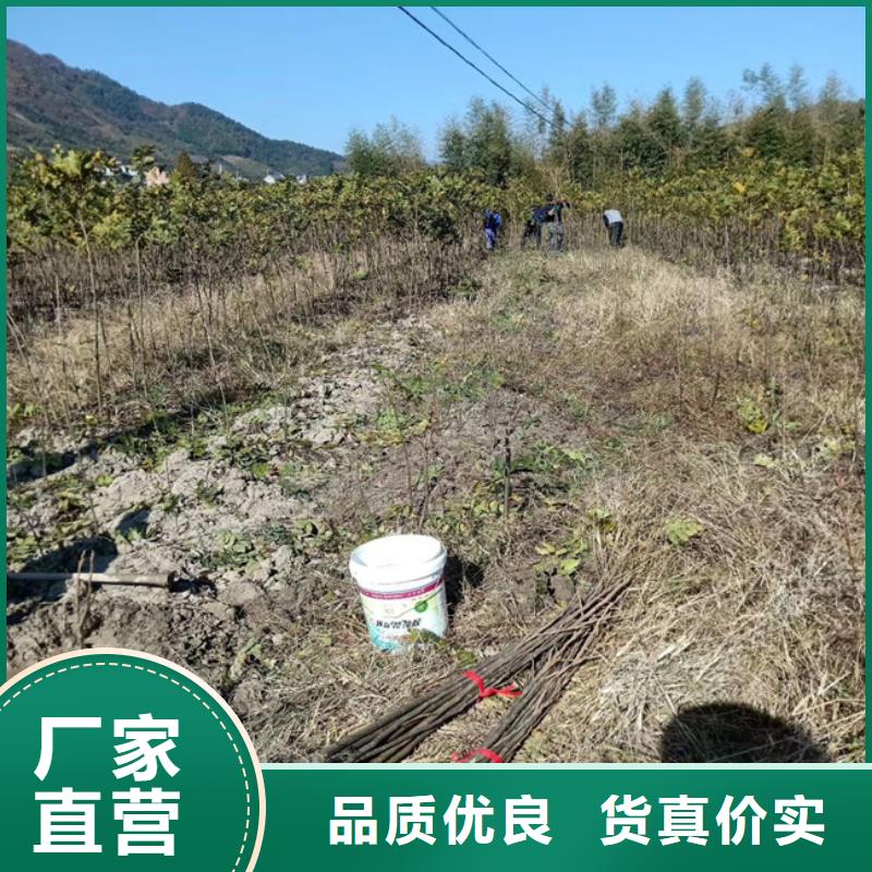 【碧根果,桃树苗推荐厂家】【当地】生产厂家