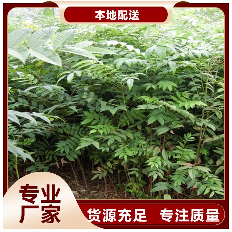 香椿蓝莓苗生产型来图定制量大从优