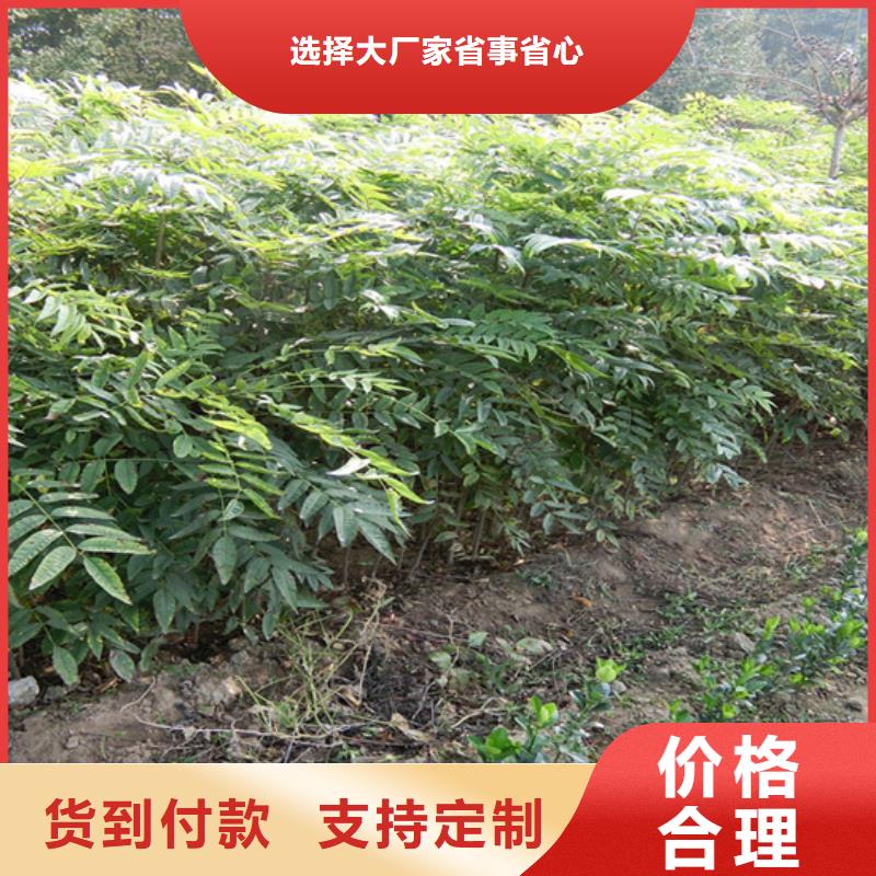 香椿-苹果苗诚信可靠货源足质量好