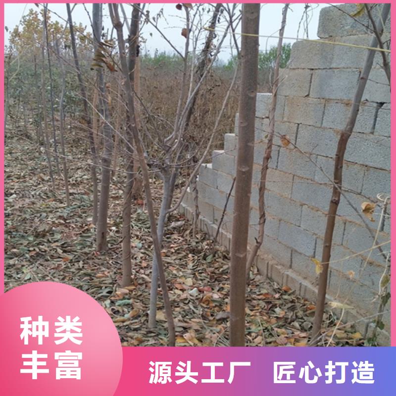 香椿石榴苗工厂现货供应{当地}生产商