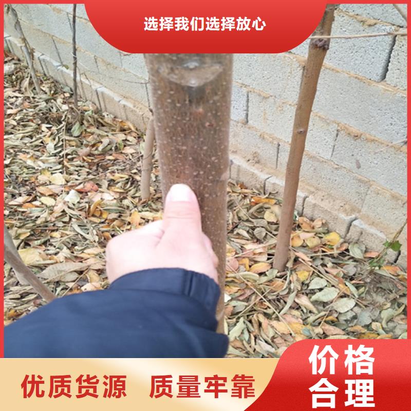 【香椿桃树苗工厂直营】源头直供