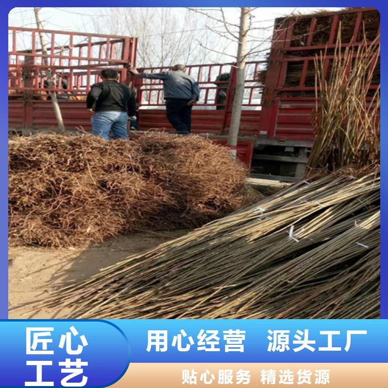 香椿桃树苗的简单介绍厂家货源稳定