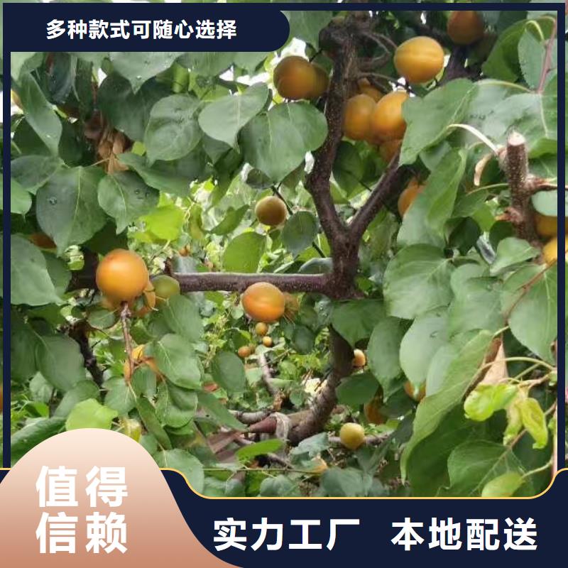 杏【樱桃苗】质量安全可靠本地厂家