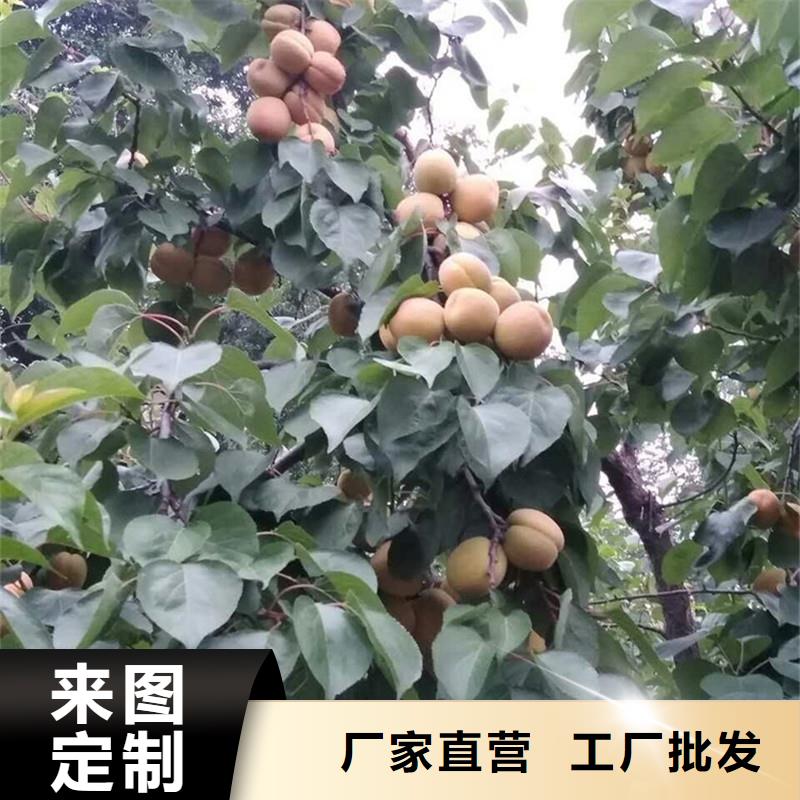 杏苹果苗优选货源品质可靠