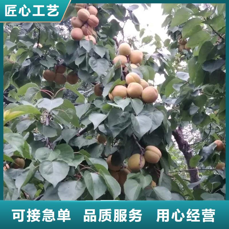 杏-蓝莓苗定制速度快工期短一站式采购方便省心