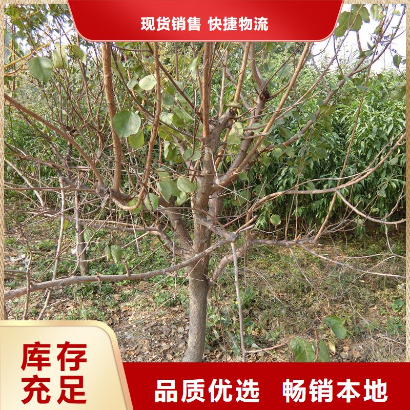 杏-奶油草莓品质无所畏惧【当地】制造商