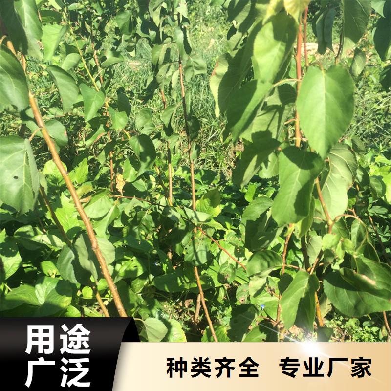 【杏嘎啦苹果品牌大厂家】24小时下单发货