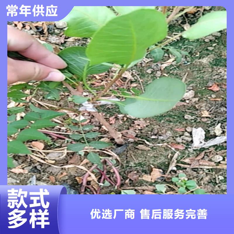 开心果苹果苗工厂直营【本地】厂家