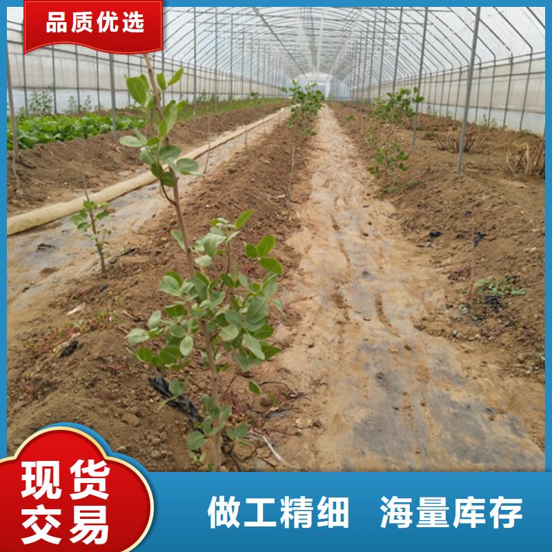 开心果,【苹果苗】用好材做好产品当地经销商