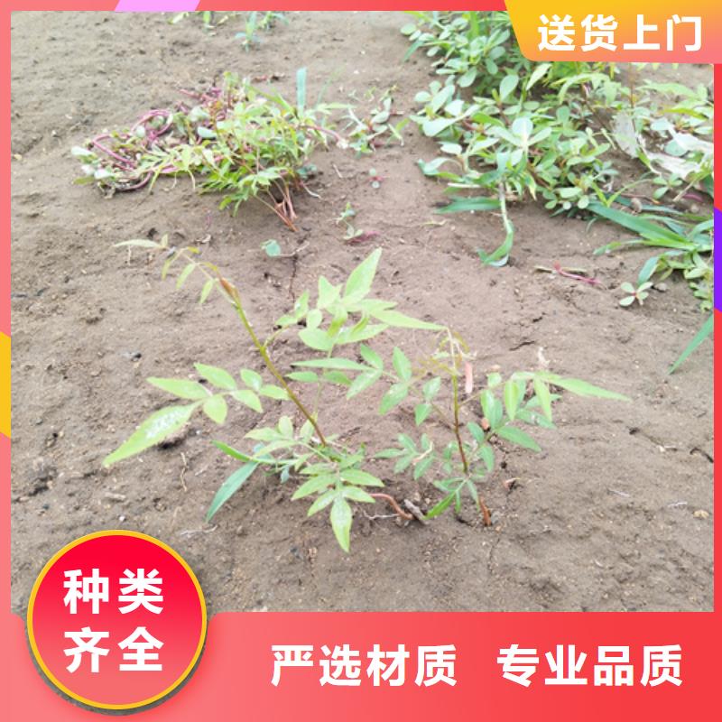 开心果,【苹果苗】细节严格凸显品质附近经销商