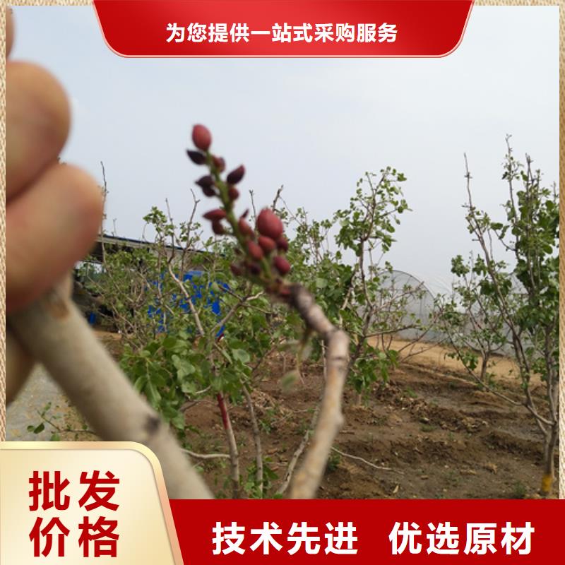 开心果【苹果苗】一手货源源头厂家同城生产厂家