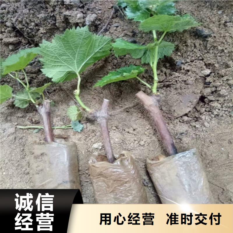 ​阳光玫瑰葡萄苗2025已更新(今天/动态)支持大批量采购