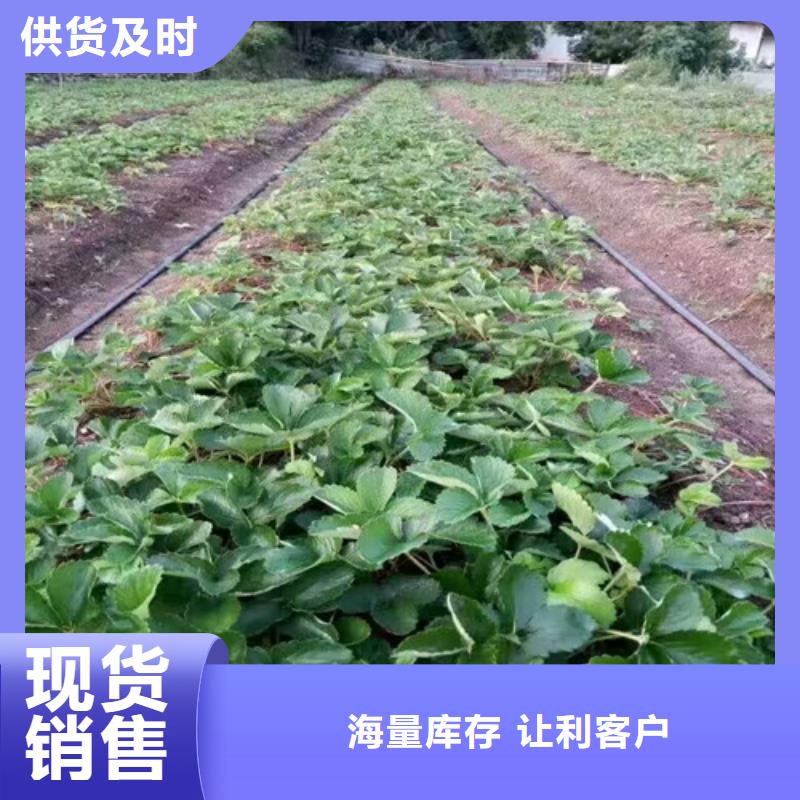 【草莓苗】-樱桃苗批发供应本地公司