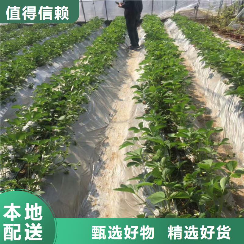 哪里有白雪公主草莓苗，白雪公主草莓苗种植品种选择当地制造商