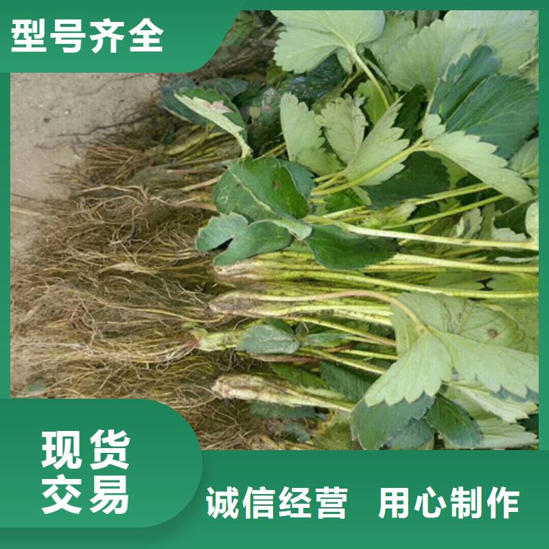 大棚草莓苗基地批发质量层层把关