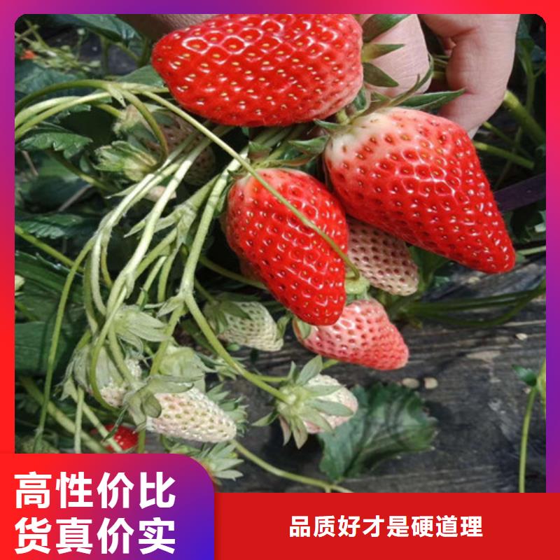 艳丽草莓苗栽植密度源头厂家供应