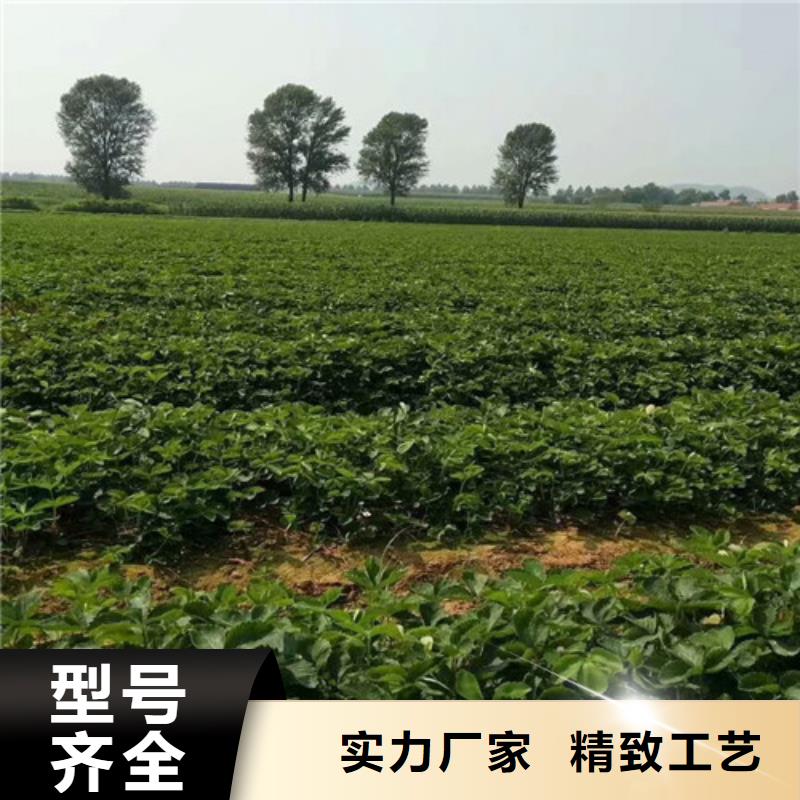 草莓苗_黑珍珠草莓苗实力见证本地生产厂家