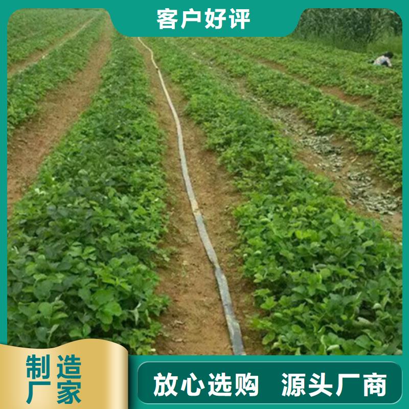 大棚草莓苗耐储存品种质量优价格低